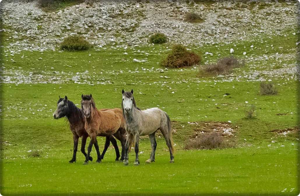 Κινδυνεύουν τα άγρια άλογα του Σουλίου
