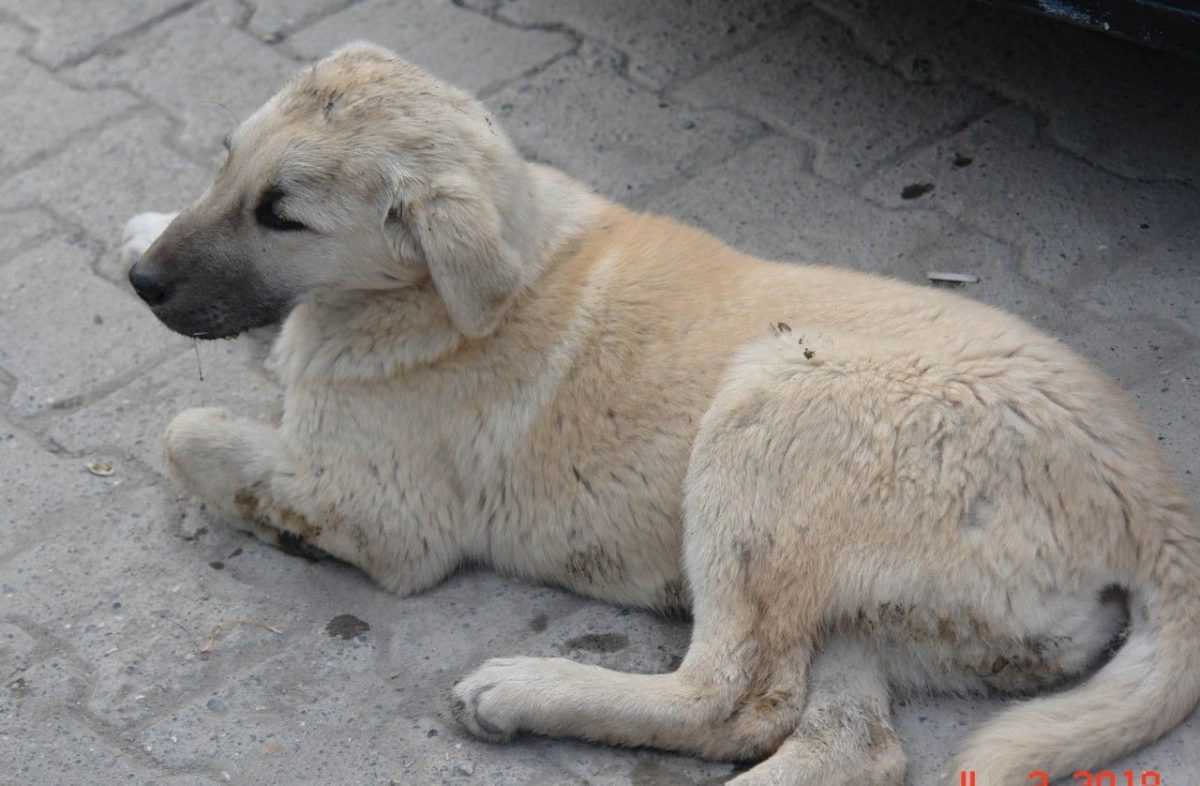 Μήνυση κατ’ αγνώστων από το Δήμο Πρέβεζας για τη δηλητηρίαση αδέσποτου ζώου
