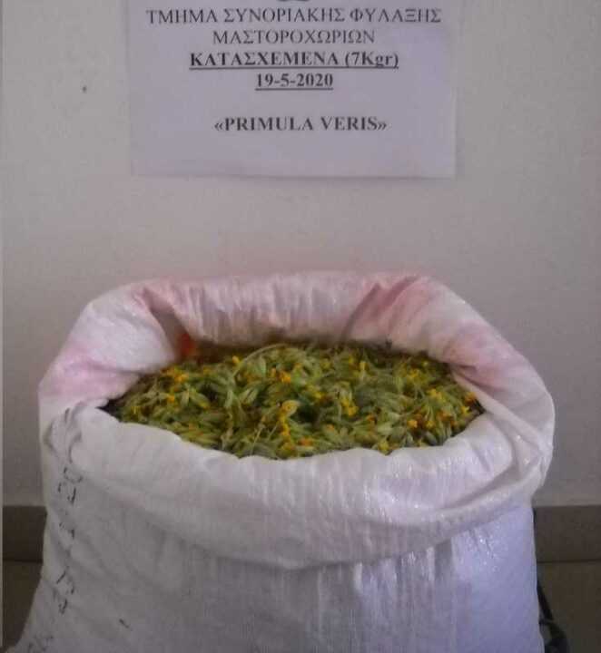 Ιωάννινα: Ακόμη ένας Αλβανός συνελήφθη για παράνομη συλλογή αρωματικού-θεραπευτικού φυτού