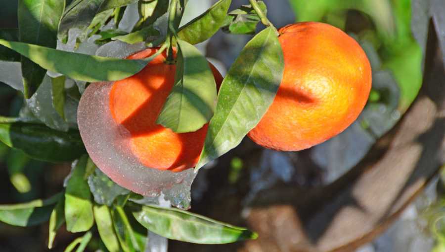 Αναρτήθηκαν τα πορίσματα από ζημιές σε εσπεριδοειδή και ελαιόδεντρα στον Δήμο Αρταίων