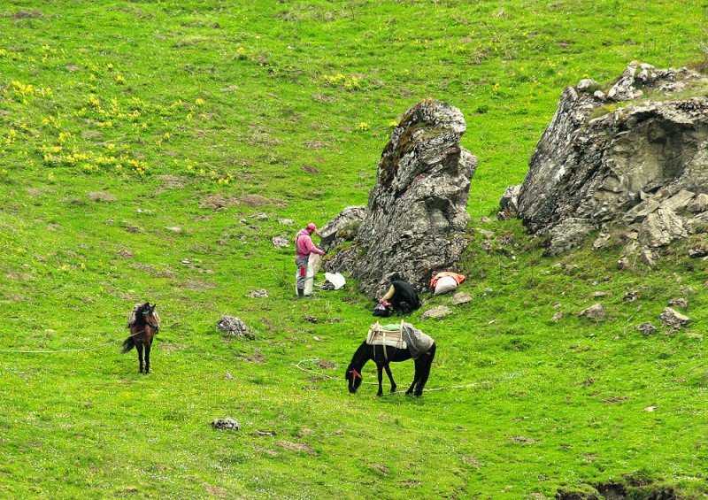 Οι Αλβανοί άρχισαν πάλι να λεηλατούν τα ορεινά του νομού Ιωαννίνων ξεριζώνοντας το περίφημο «δρακάκι» μαζί με άλλα αρωματικά φυτά!!
