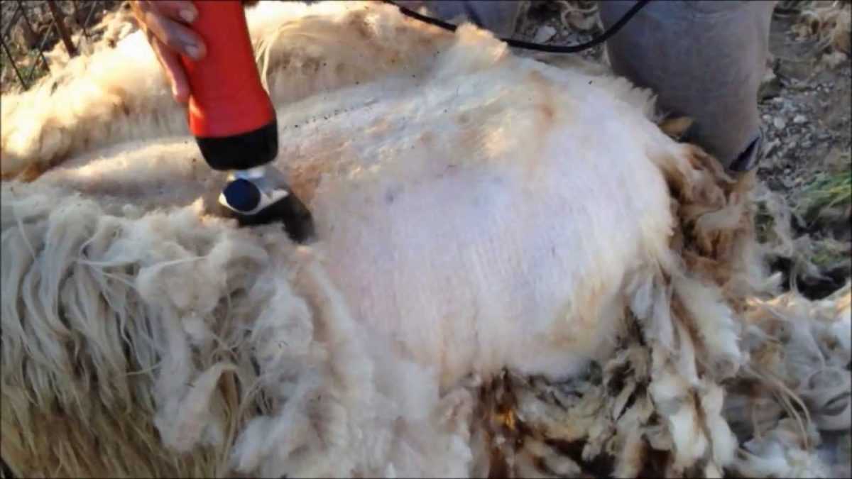 Πήραν φωτιά» τα ψαλίδια στις στάνες της Ηπείρου!
