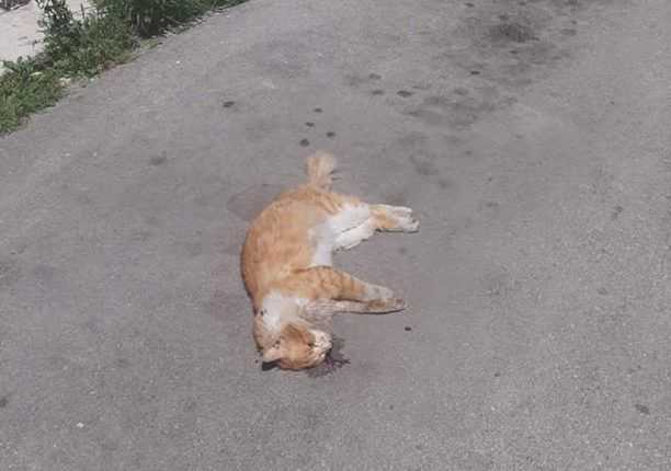 Φόλες στο κέντρο της Πρέβεζας –  Θύματα αδέσποτες γάτες και ένας σκύλος