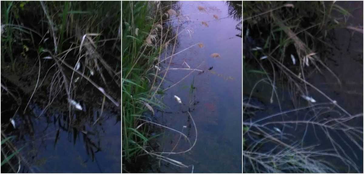 Ηγουμενίτσα: Δεκάδες νεκρά ψάρια κοντά στον Πύργο Ραγίου (Βίντεο)