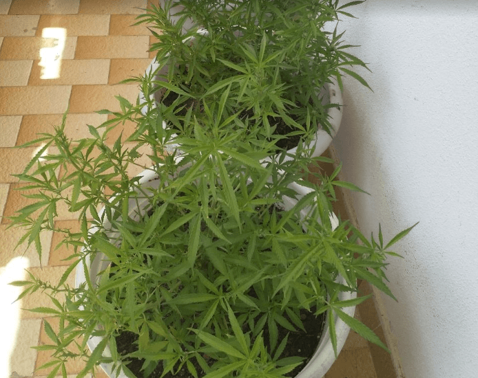 Αρτινός καλλιεργούσε στην αυλή του σπιτιού του δενδρύλλια κάνναβης