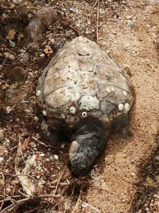 Νεκρή θαλάσσια χελώνα Καρέτα – Καρέτα κοντά στον ποδηλατόδρομο Ηγουμενίτσας