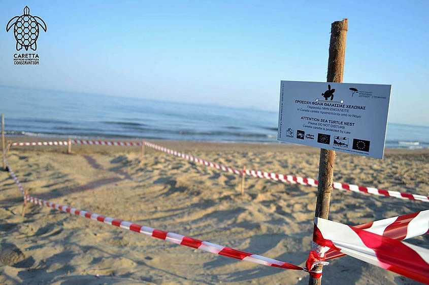 Στο επίκεντρο της δράσης του “Αρχέλων” η φωλεοποίηση της Καρέτα-Καρέτα στις παραλίες της Πρέβεζας