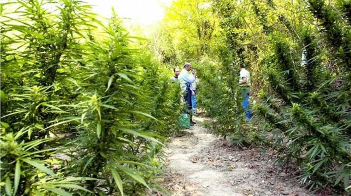 Ξέμειναν από… καλούς σπόρους οι χασισοκαλλιεργητές της Αλβανίας, λόγω καραντίνας!