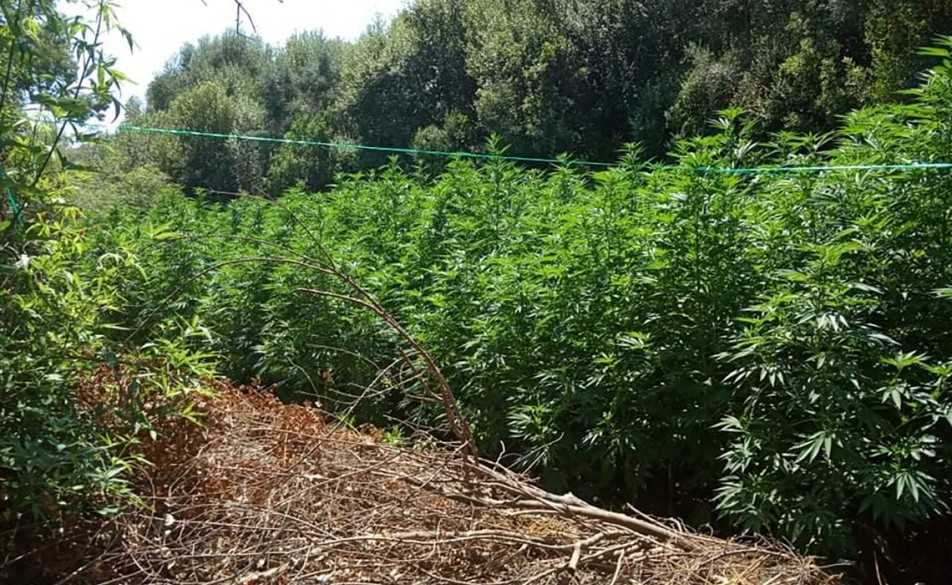 Φιλιππιάδα: Εντοπίστηκε φυτεία 2.000 δενδρυλλίων κάνναβη στην Γέφυρα Καλογήρου