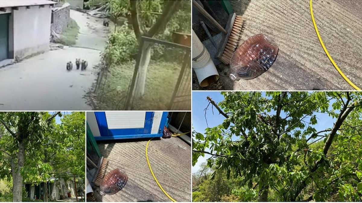 Αρκουδάκια «εισέβαλαν» σε κτήμα στο Μέτσοβο και ήπιαν… τσίπουρο και κρασί