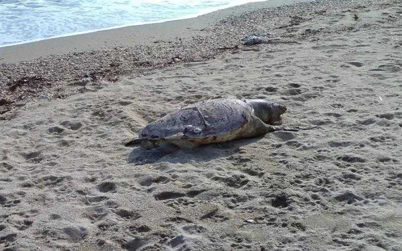Νεκρή θαλάσσια χελώνα καρέτα-καρέτα στην παραλία της Λούτσας Πρέβεζας