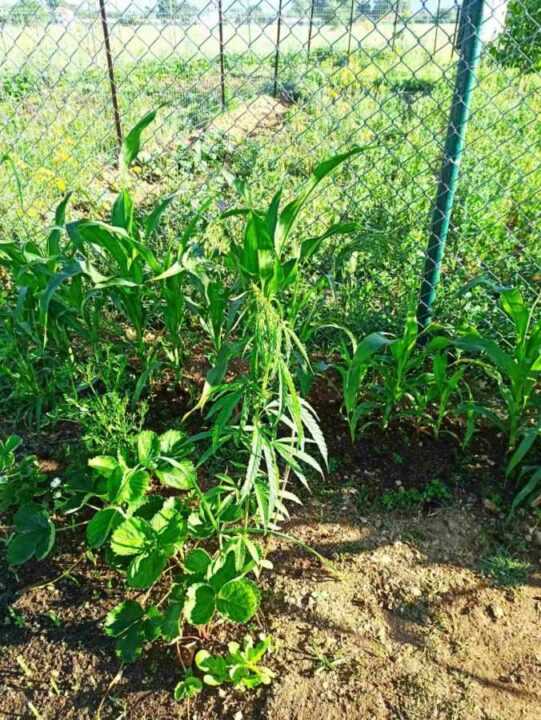 Πρόσφυγες ειχαν φυτέψει στην δομή φιλοξενίας προσφύγων στον Κατσικά Ιωαννίνων 23 δενδρύλλια κάνναβης 