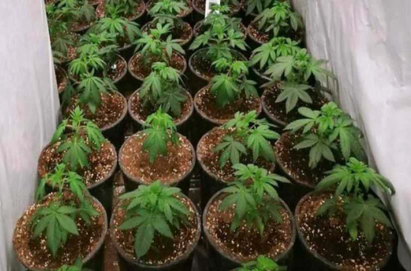 Βρέθηκαν στην Κορώνη Πρέβεζας 86 δενδρύλλια κάνναβης έτοιμα για Καλλιέργεια!