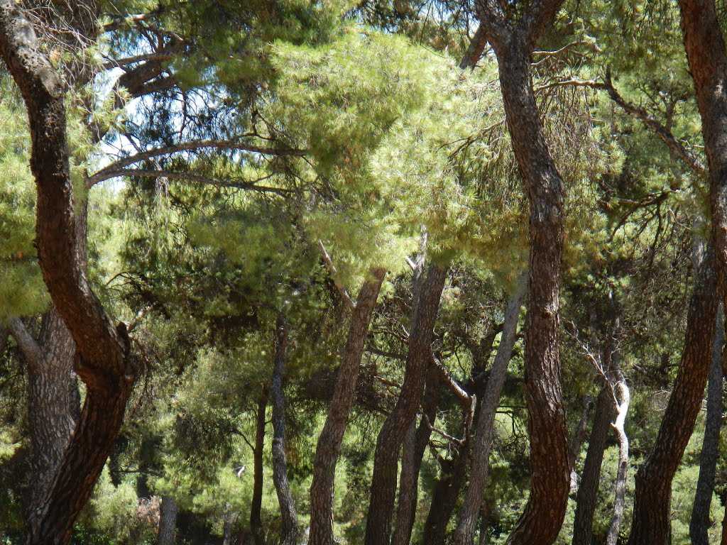 Σε ισχύ μέτρα απαγόρευσης κυκλοφορίας σε εθνικούς δρυμούς, δάση και περιοχές ειδικές προστασίας καθόλη τη διάρκεια της αντιπυρικής περιόδου στους Δήμους Πρέβεζα, Πάργα, και Ζηρού