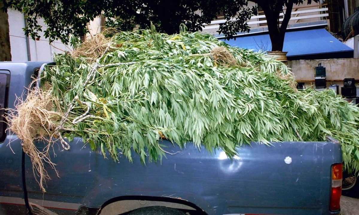 Εντοπίστηκαν στο Λούρο Πρέβεζας χασισοφυτείες με 3.500 δενδρύλλια ινδικής κάνναβης