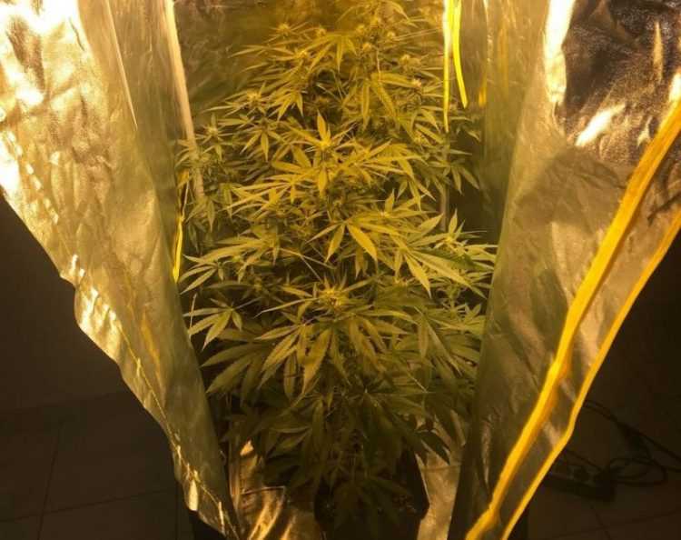 Ηγουμενίτσα: Εντοπίστηκε οργανωμένο σύστημα υδροπονικής καλλιέργειας δενδρυλλίων κάνναβης
