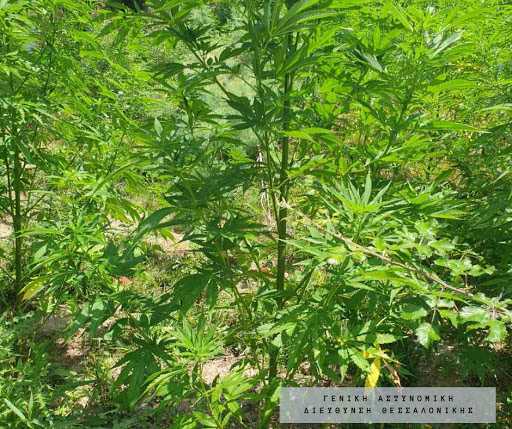 Κατασχέθηκαν πάνω από 3.400 δενδρύλλια κάνναβης σε Άρτα, Πρέβεζα – Δείτε βίντεο με την Χασισοφυτεία