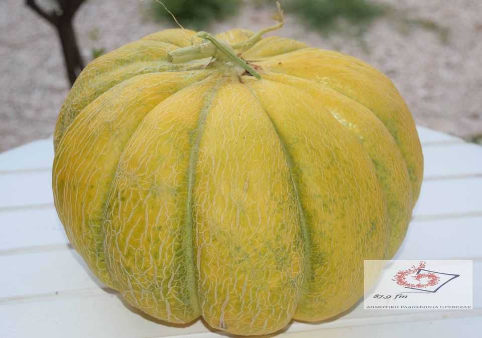 8,2 κιλά πεπόνι σε χωράφι στον Ωρωπό Πρέβεζας