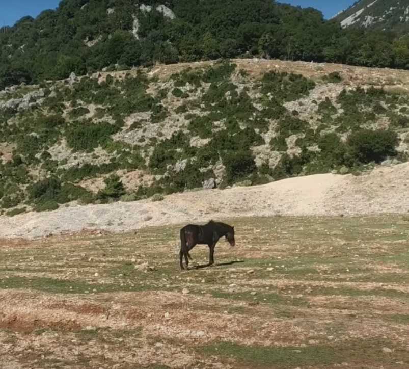 Bάρβαρη κακοποίηση αλόγου στο Ελευθεροχώρι Παραμυθιάς