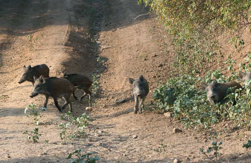 Ιωάννινα: «Πληγή» τα αγριογούρουνα στην Λαψίστα – Αλωνίζουν ανεξέλεγκτα κάθε βράδυ το κάμπο