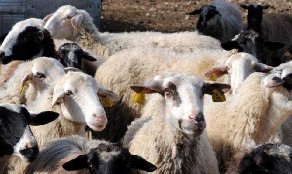 Ήπειρος: Μέτρα προφύλαξης από τον καταρροϊκό πυρετό