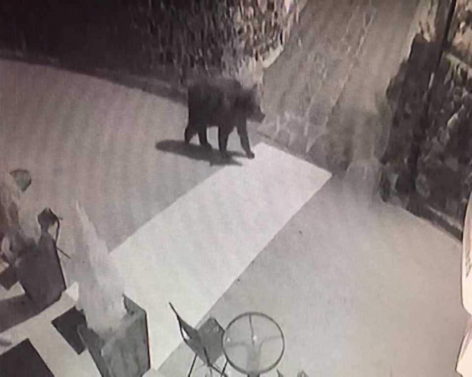 Ιωάννινα: Καθημερινές οι επισκέψεις των αρκούδων στο Δίστρατο