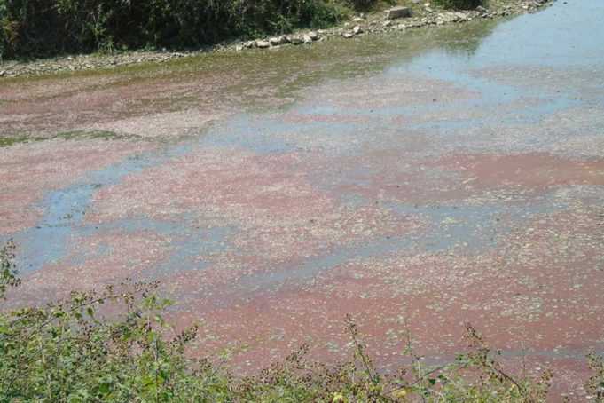 Ιωάννινα: Από το φύκος ο ιδιαίτερος χρωματισμός στη λίμνη Παμβώτιδα – «Δεν είναι τοξικός»