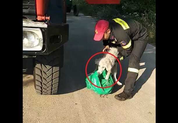 Βρήκε σκύλο ζωντανό μέσα σε πλαστική σακούλα πεταμένο στο Καρβουνάρι Θεσπρωτίας (βίντεο)