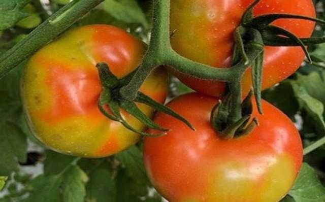 Πρέβεζα: Άμεση δράση για την προστασία της ντομάτας από παθογόνους οργανισμούς προερχομένων από τρίτες χώρες