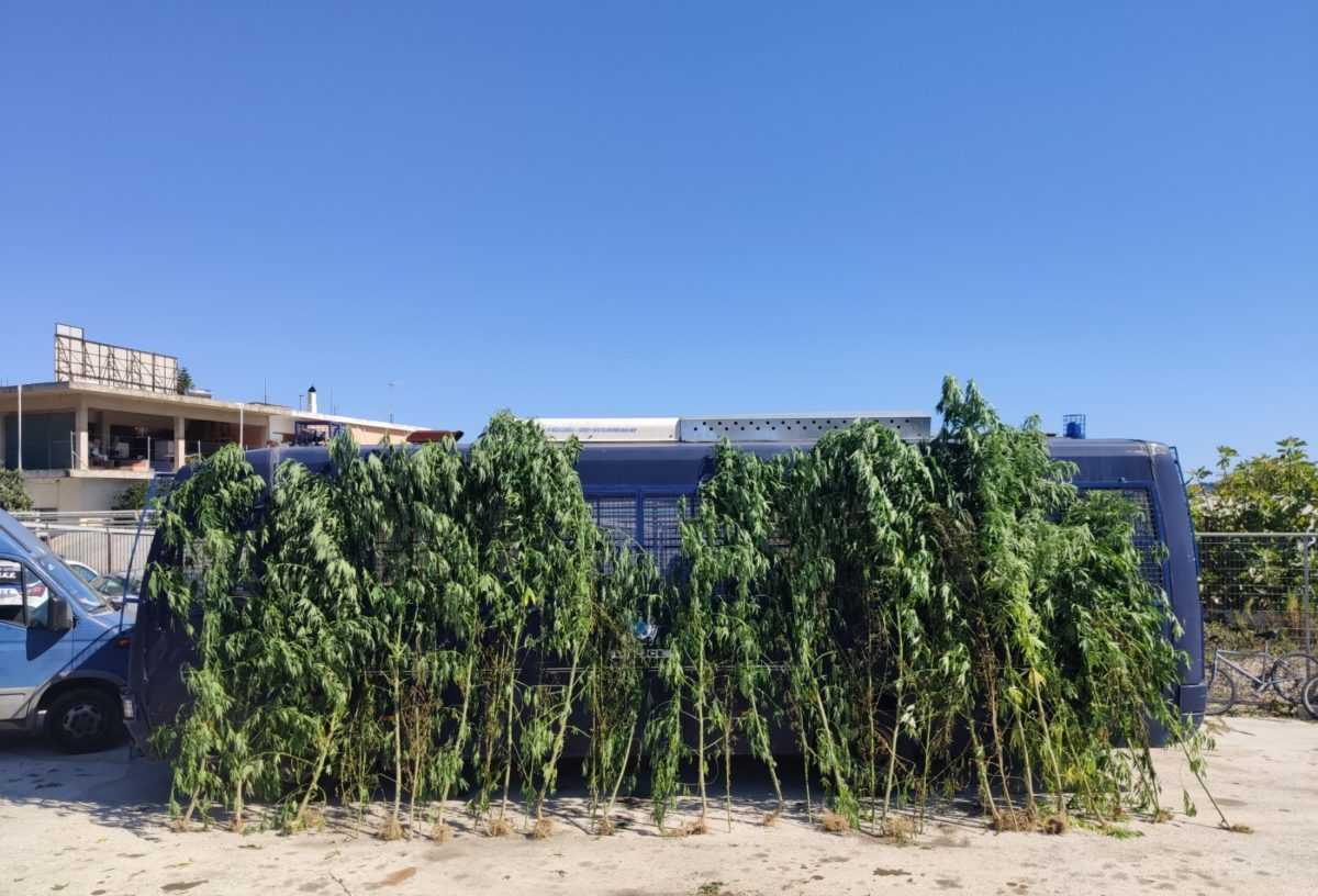 Τα 4 μέτρα έφταναν τα γιγαντιαία δενδρύλλια κάνναβης στο Βουβοπόταμο Πρέβεζας