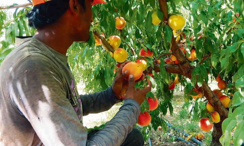 Με εργάτες γης από τρίτες χώρες για συγκομιδή προϊόντων και η Θεσπρωτία