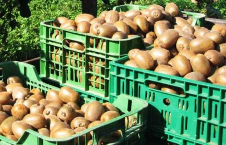 Ήπειρος: Αυξημένη ζήτηση και τιμές για ακτινίδια