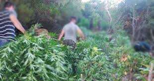 Βρέθηκε στην περιοχή Βουβοπόταμου Δήμου Πάργας φυτεία με 34 δενδρύλλια κάνναβης