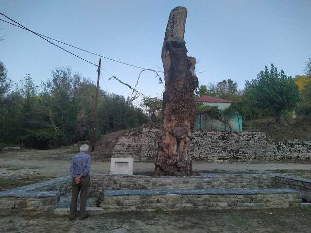 Δεκάδες πλατάνια ξεράθηκαν στις πηγές «Κεφαλόβρυσου» από τον μύκητα Ceratocystis platani (Μεταχρωματικό έλκος)