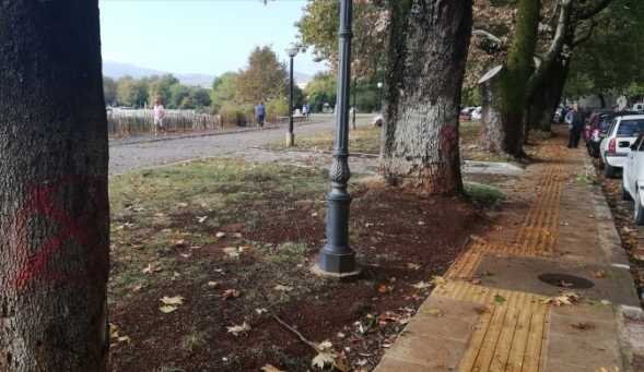 Γιάννενα: Λιγοστεύουν τα πλατάνια από την ασθένεια του μεταχρωματικού έλκους στην παραλίμνια περιοχή