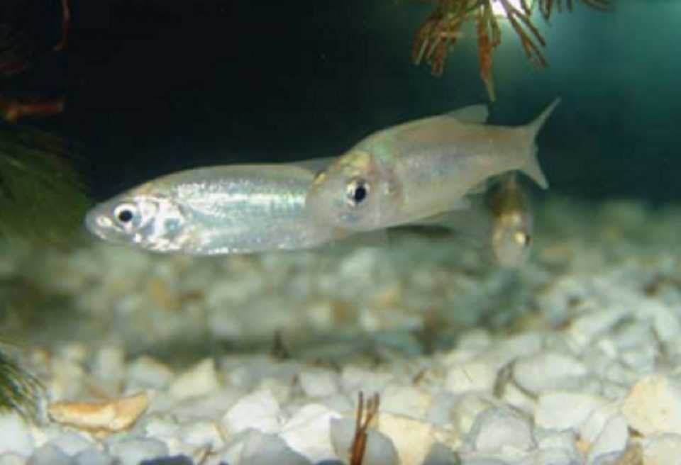 Η Ηπειρώτικη Τσίμα (Pelasgus epiroticus) απειλείται με αφανισμό