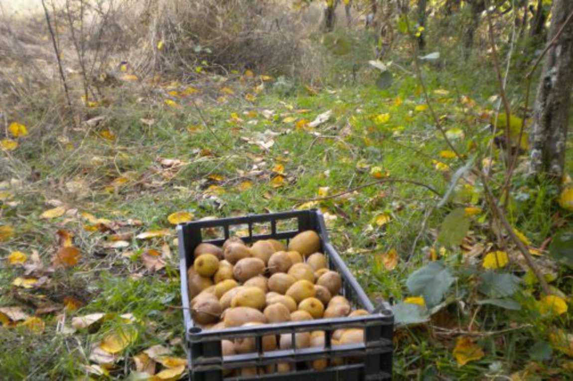 Προσπάθησαν να κλέψουν 650 κιλά ακτινίδια σε αγρόκτημα στην Άρτα