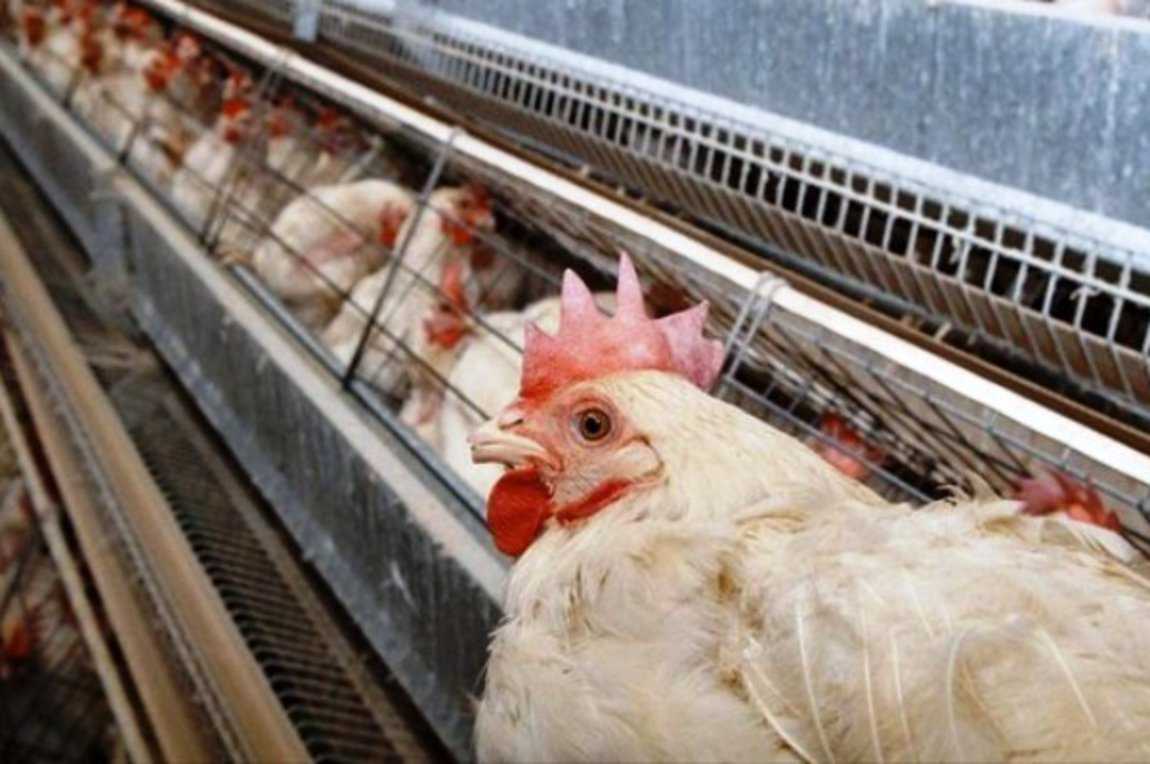 Υγειονομική βόμβα στην Άρτα: Πέταξαν 1000 νεκρά πουλερικά σε τάφρο – Έρευνα για τον εντοπισμό του δράστη