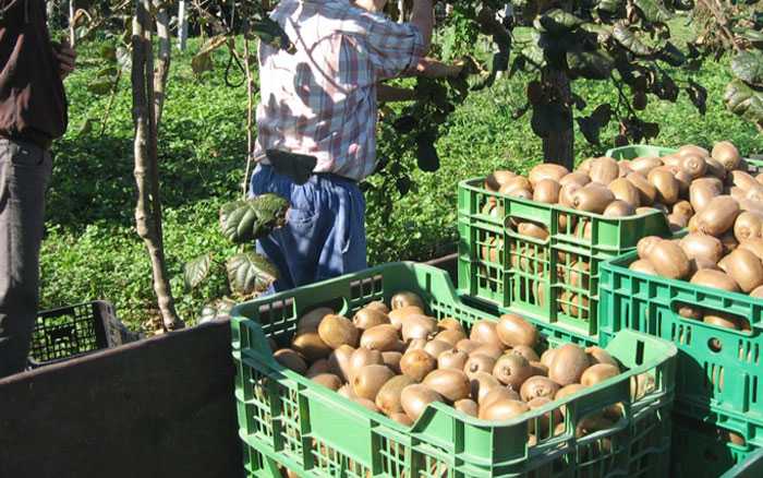 Άρτα: Κόντρα Τσιρογιάννη – Ψαθά για τους αλλοδαπούς εργάτες γης, λόγω κορονοϊού 