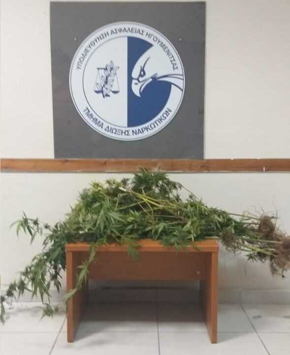 Συνελήφθησαν σε Θεσπρωτία και Παξούς για καλλιέργεια και διακίνηση κάνναβης – Κατασχέθηκαν 17 δενδρύλλια
