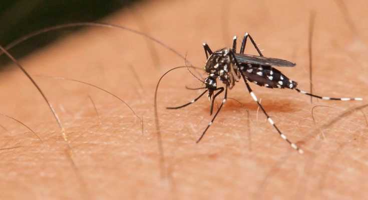 “Καθαρή” από ιό του Δυτικού Νείλου η Ήπειρος