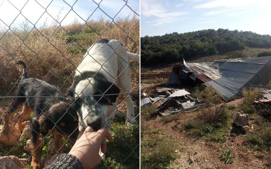 Πρόστιμα ύψους 4.800€ σε εργάτη του Δήμου Πάργας για παραβάσεις τεσσάρων ζώων 