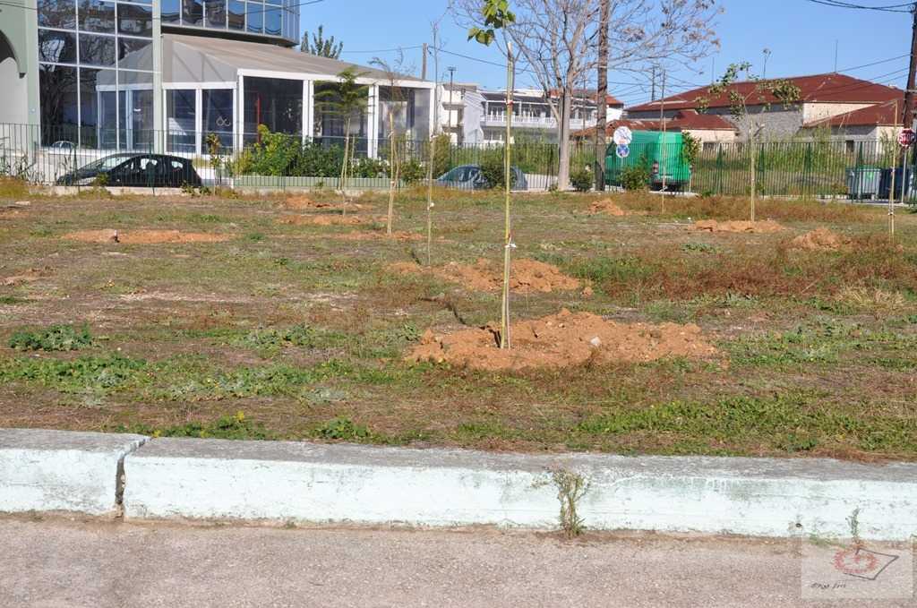 Σε δενδροφύτευση στον αύλειο χώρο των Γυμνασίων στο Φόρο προχώρησε ο Δήμος Πρέβεζας