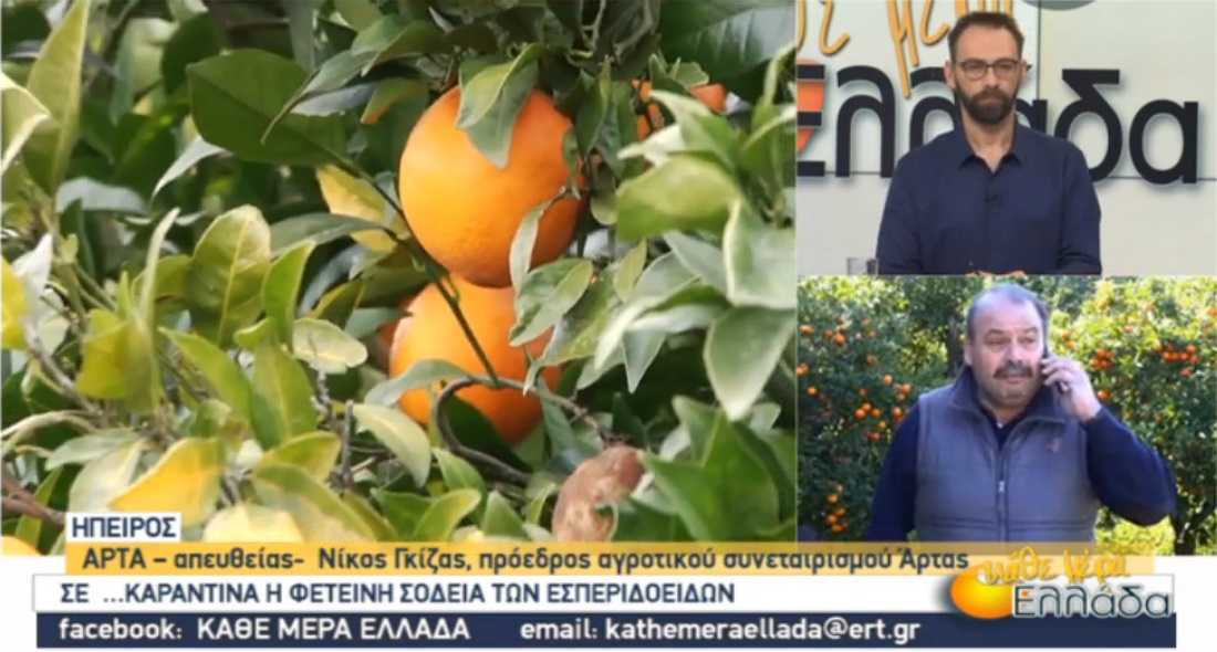 Σε… καραντίνα η φετινή σοδειά των εσπεριδοειδών στην Άρτα