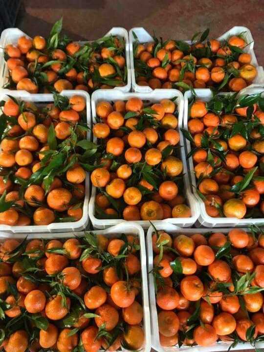 Άρτα: Ανησυχία παραγωγών για τα μανταρίνια που παραμένουν απούλητα