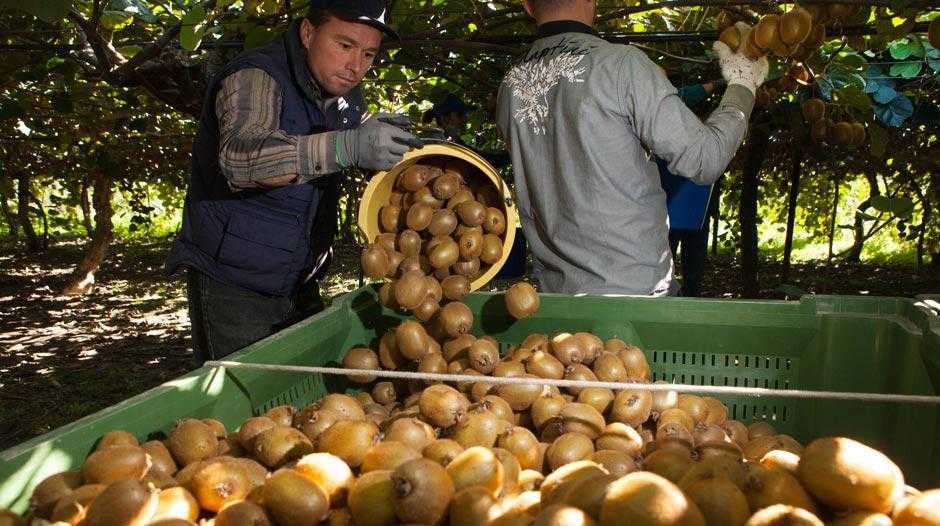 Αρτα: Ικανοποιητική η φετινή τιμή στα Ακτινίδια – Ικανοποιημένοι οι παραγωγοί από το προϊόν, που αφήνει κέρδη για μια ακόμα χρονιά.