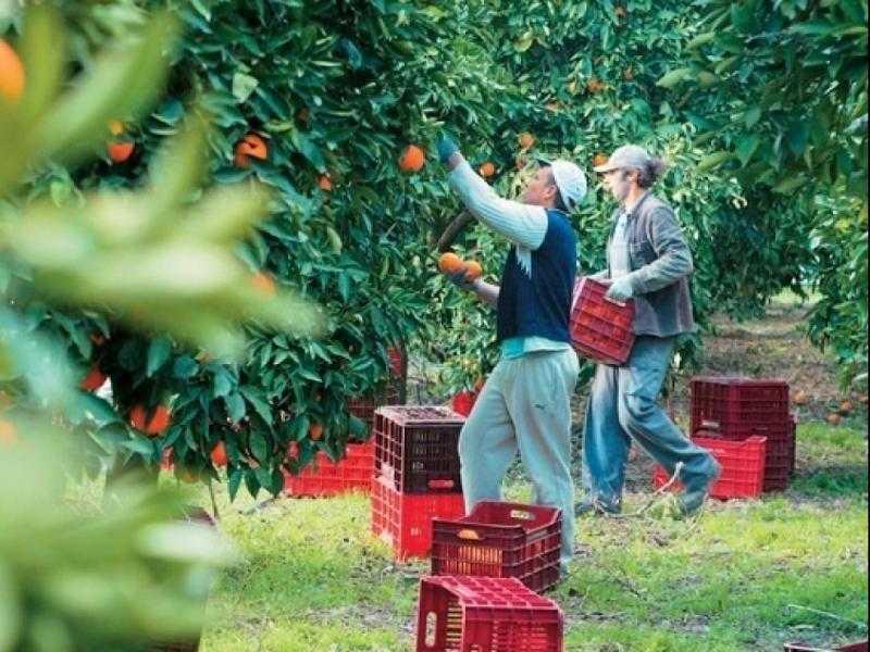 Ήπειρος: Μπλόκο στους εργάτες γης από την Αλβανία – Εάν δεν ανοίξουν τα σύνορα θα έρθουν λαθραία και θα γίνουμε Κίνα δηλώνει Αντιπεριφερειάρχης Θεσπρωτίας, Θωμάς Πιτούλης.