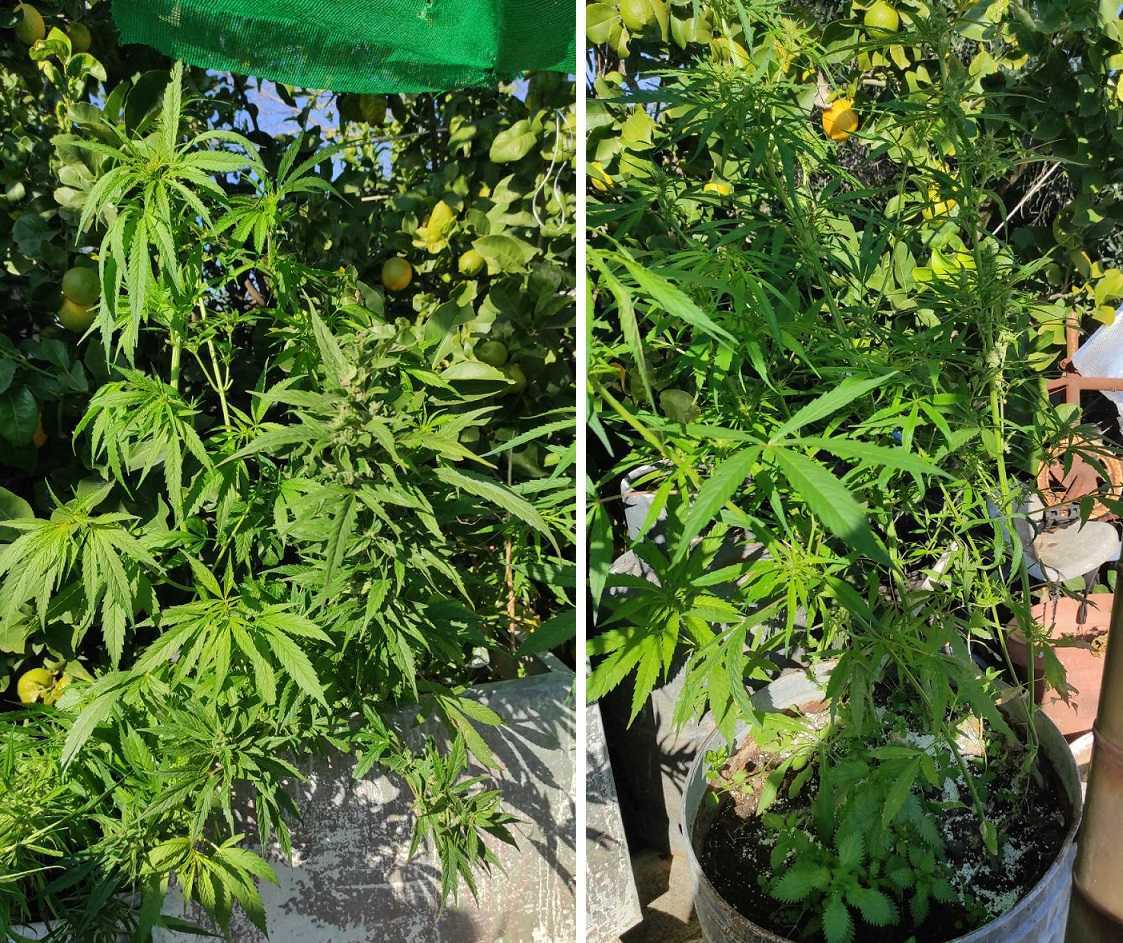 Άρτα: Καλλιεργούσε κάνναβη στην αυλή του σπιτιού