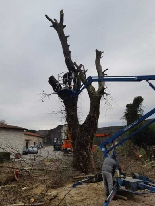 Ιωάννινα: Ξεκίνησε η κοπή και η απομάκρυνση των άρρωστων πλατάνων