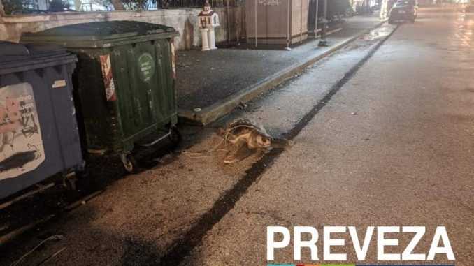 Νεκρή θαλάσσια χελώνα σε κάδους σκουπιδιών στην Πρέβεζα